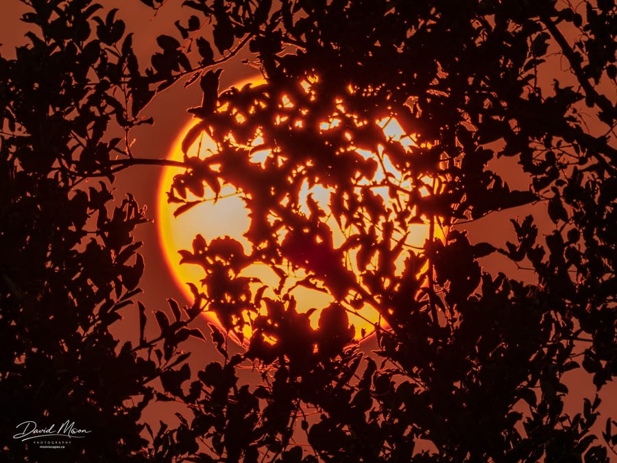 Sun Through the Branches