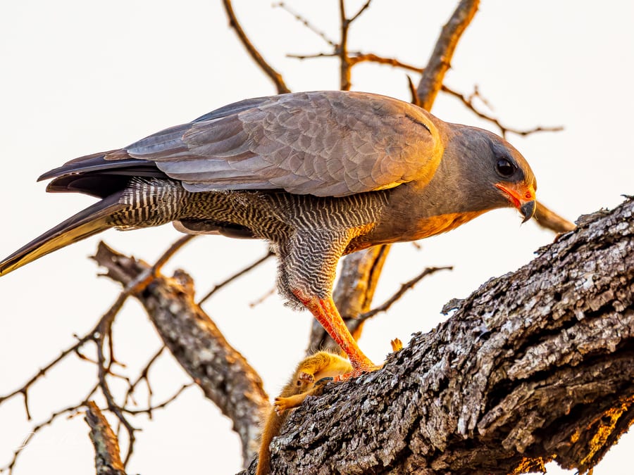 Dark Chanting Goshawk
