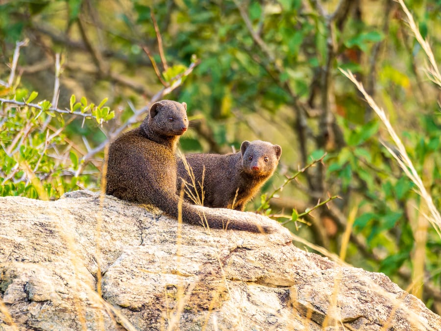 Mongooses on a Rock