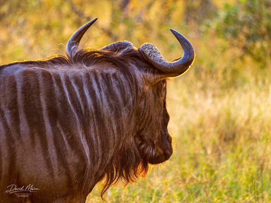 Wildebeest Portrait