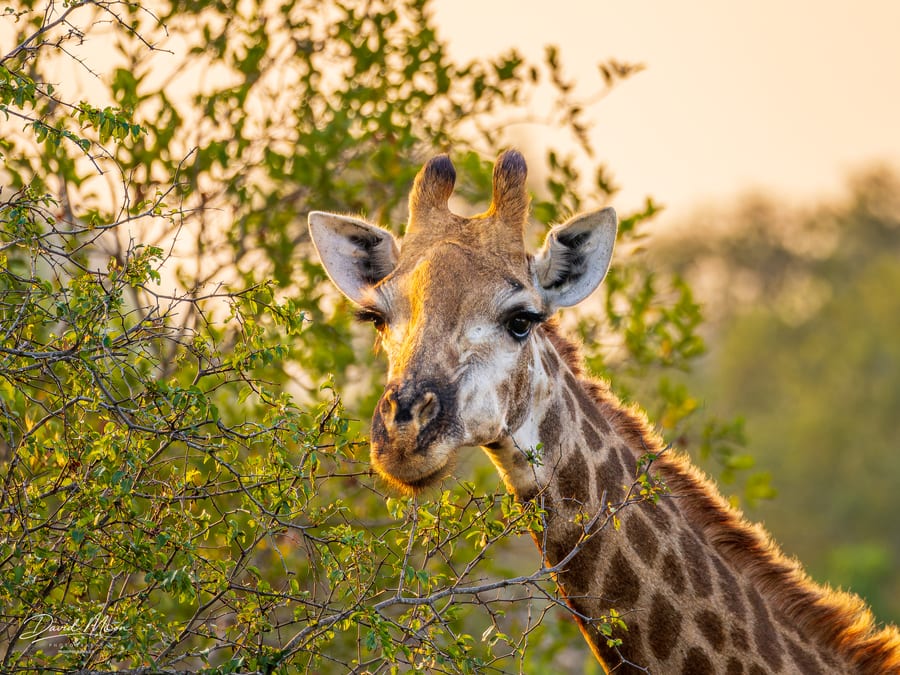Young Giraffe Browsing