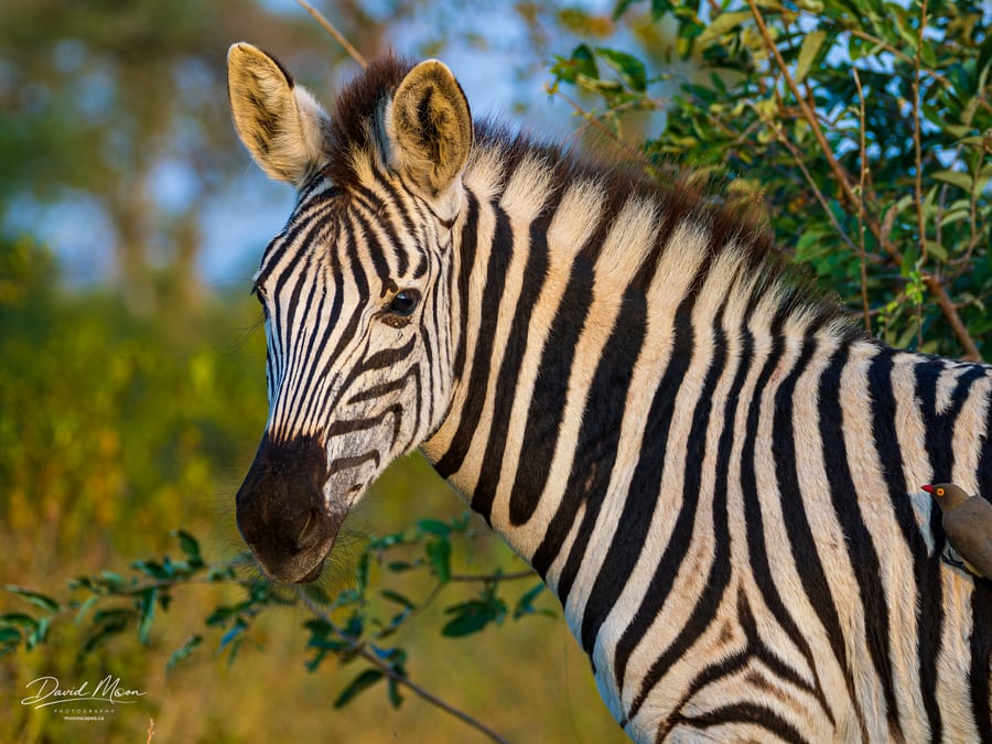 Zebra and Red-billed Oxpecker