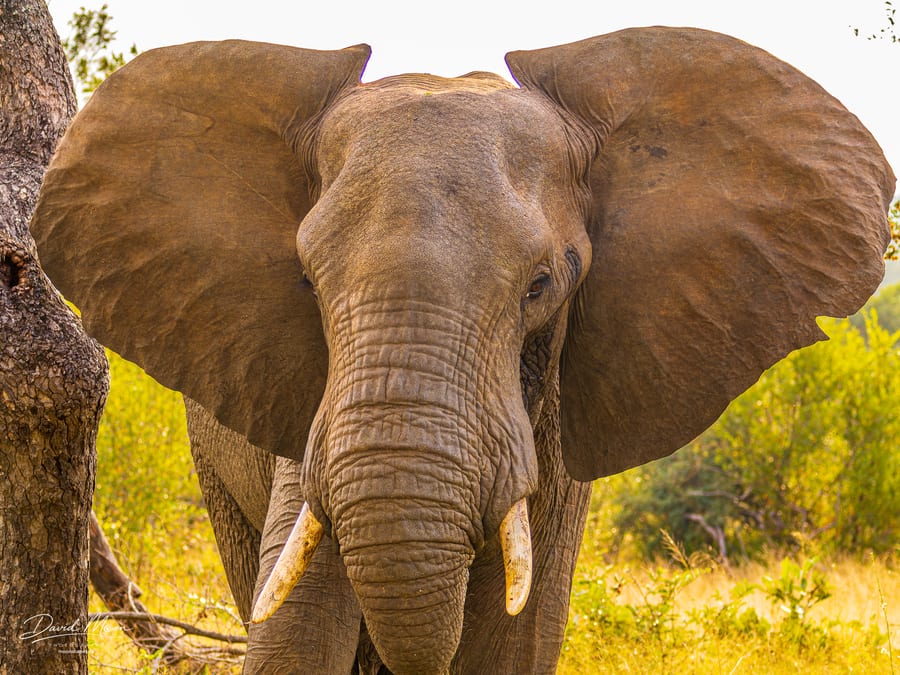 Elephant Head-on