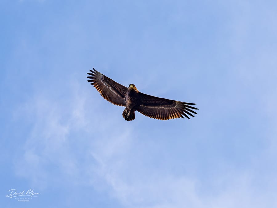 Bateleur in Flight