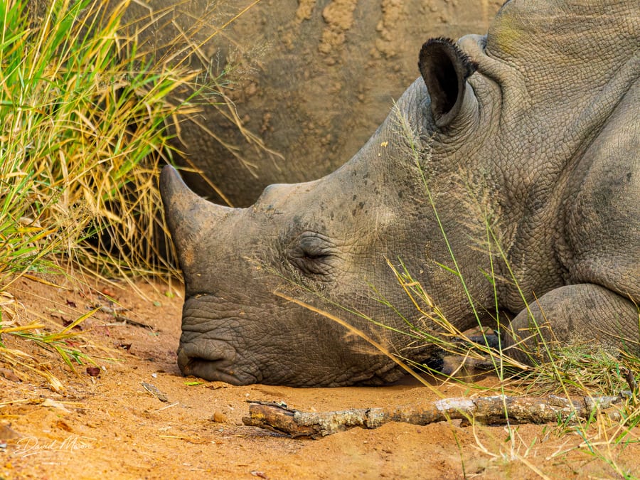 Rhino at Rest