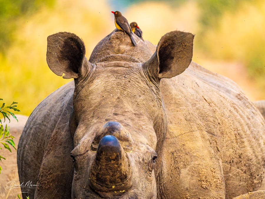 White Rhino and Red-billed Oxpeckers