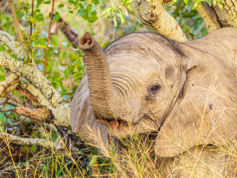 Elephant Calf With Raised Trunk