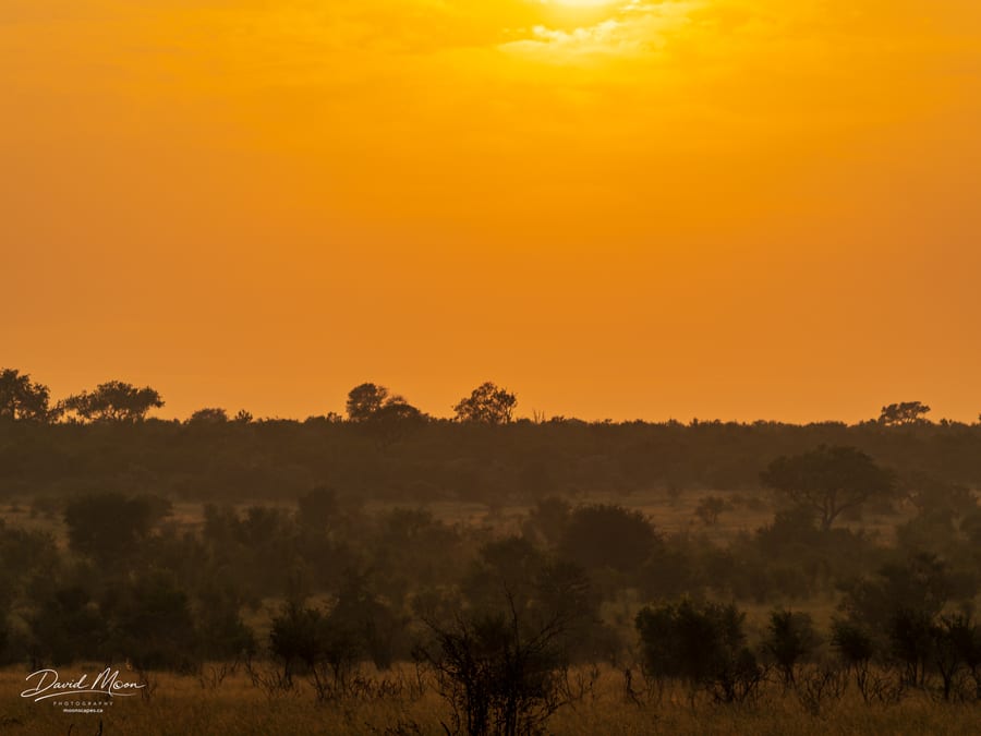 Thornybush Sunrise