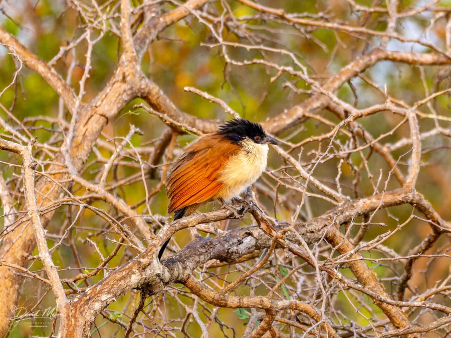 Burchell's Coucal