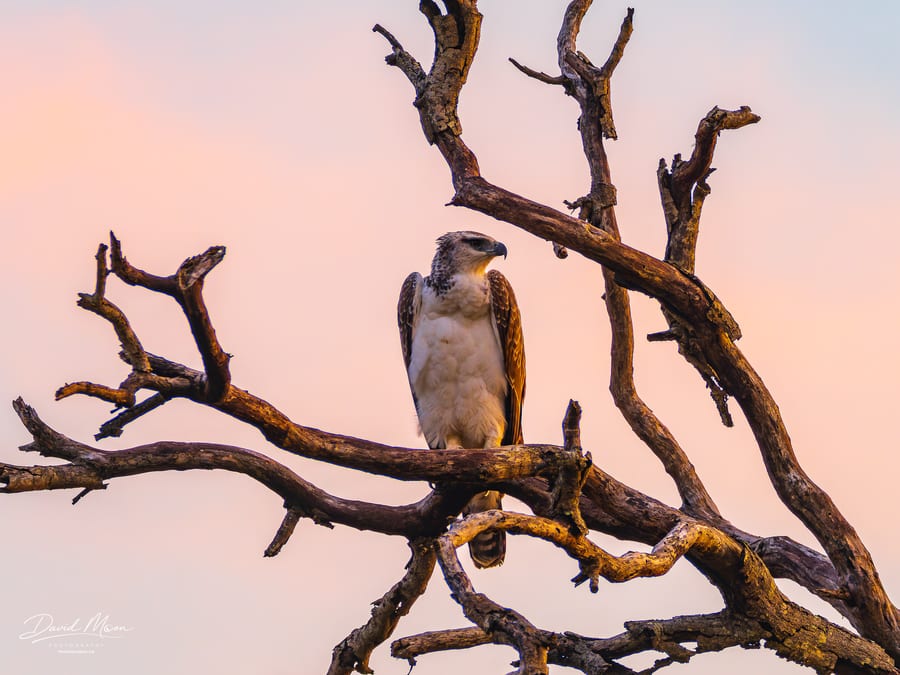 Martial Eagle
