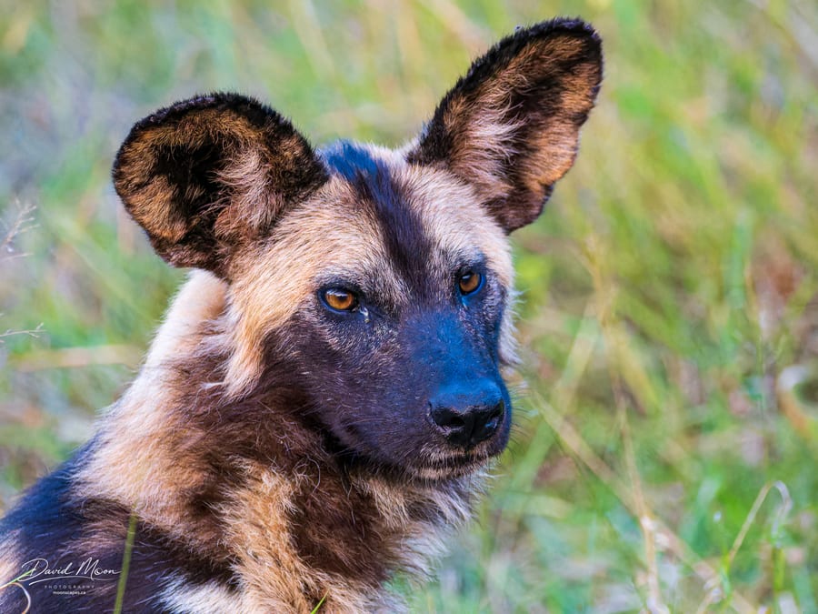 African Wild Dog