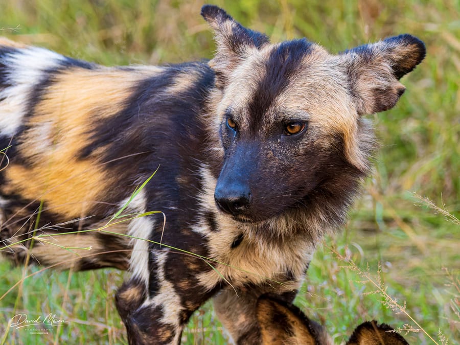 Wild Dog Portrait