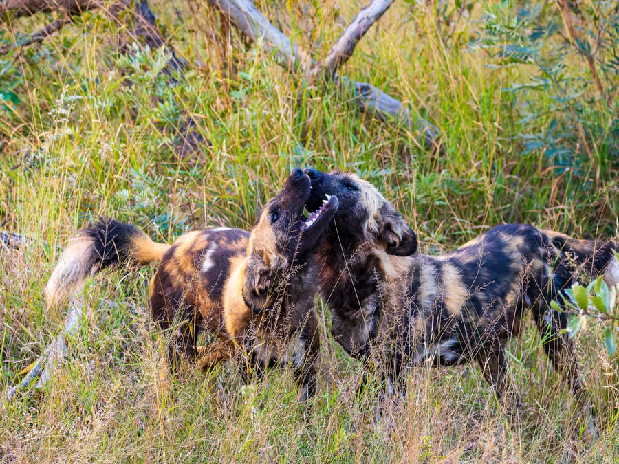 Wild Dogs at Play