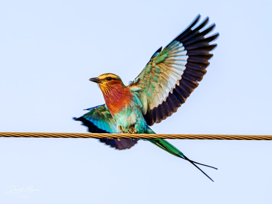 Lilac-breasted Roller Landing
