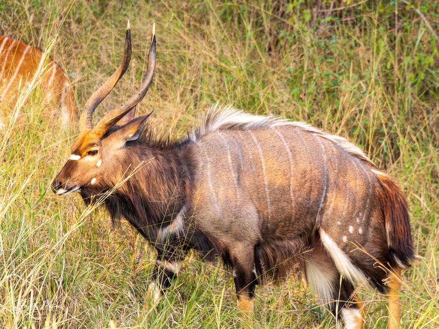 Nyala Bull