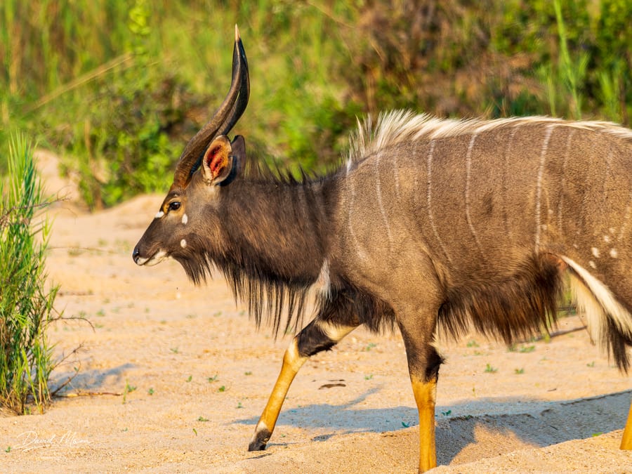 Nyala in the Bush
