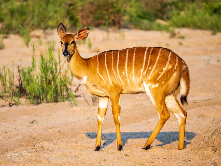 Female Nyala