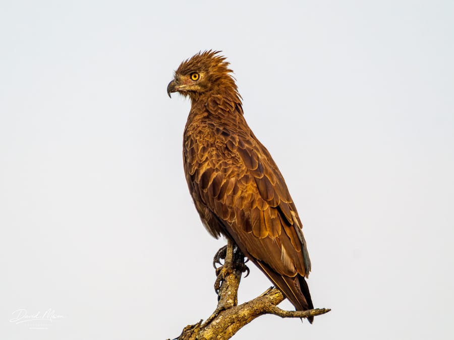 Brown Snake Eagle