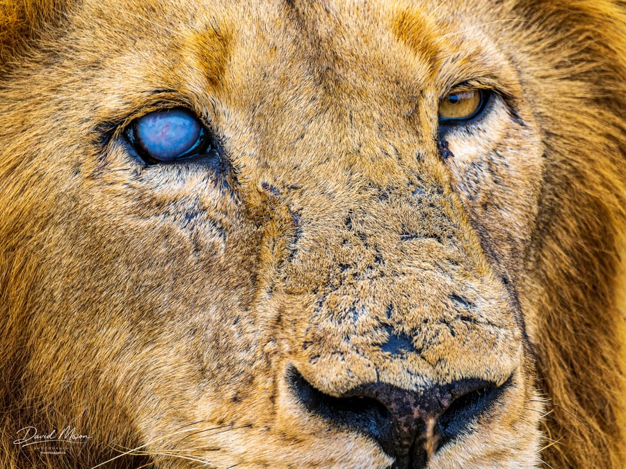 Lion With a Clouded Eye