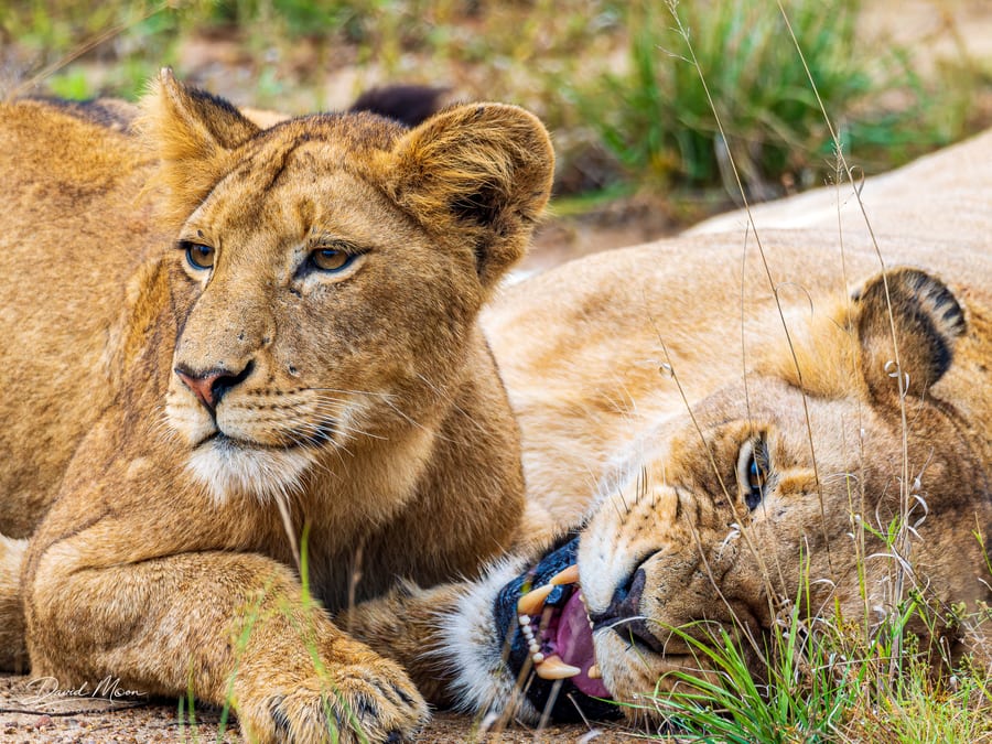 Lions at Rest
