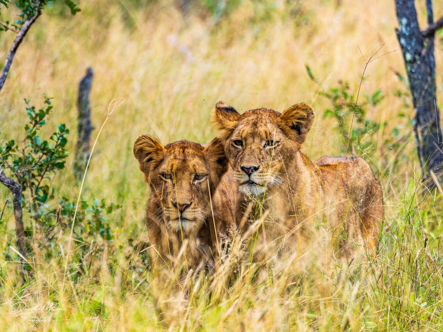 Young Lions