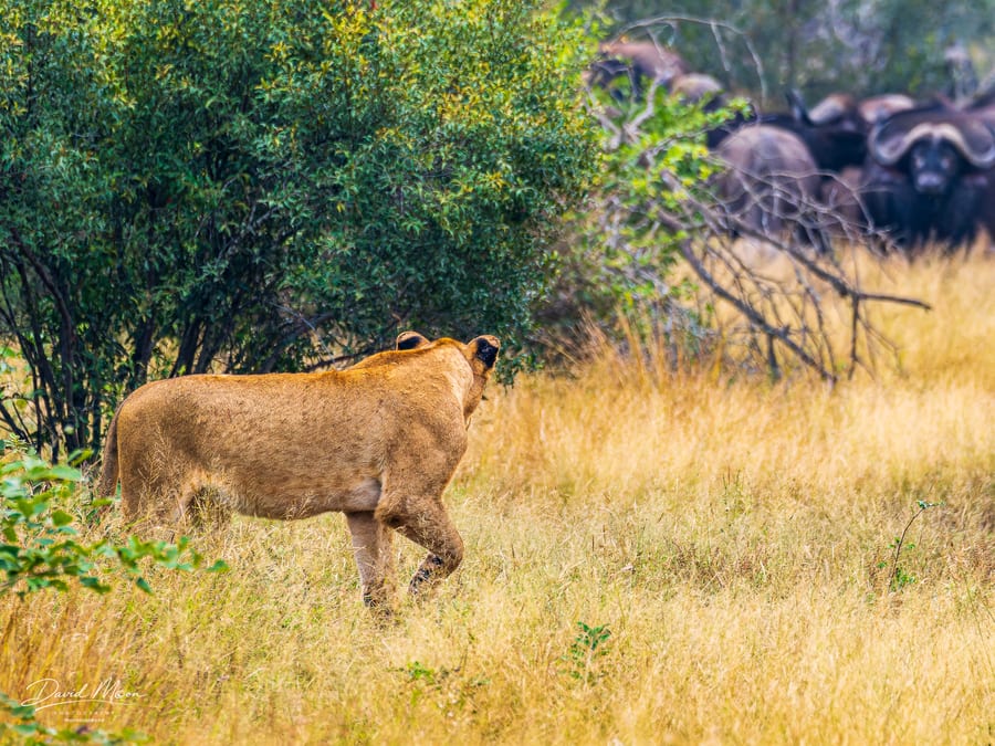 Lioness and Buffalo