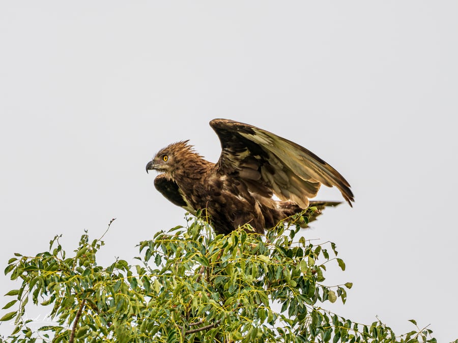 Brown Snake Eagle Landing