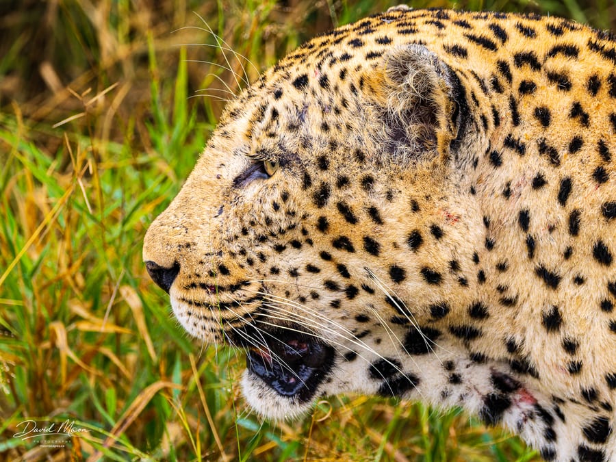 Leopard Profile