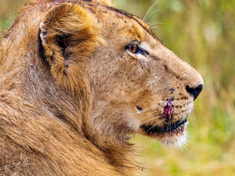 Male Lion in Profile