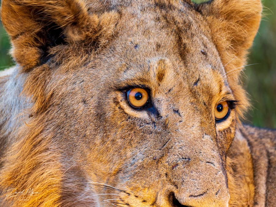 Lioness Portrait