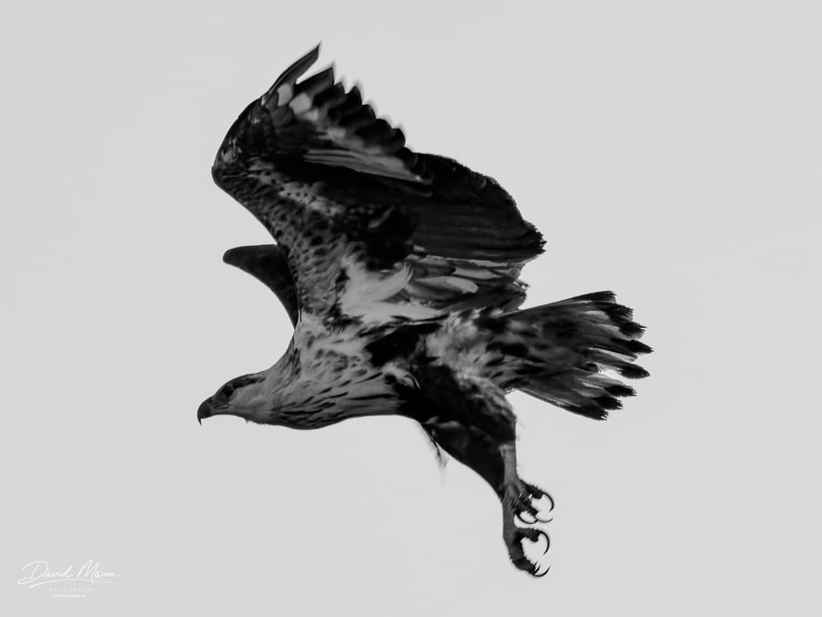 Bird Over the Zambezi