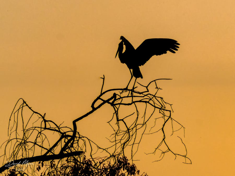 African Openbill at Sunset