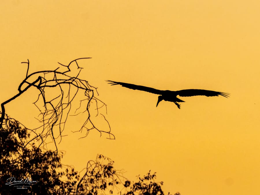 African Openbill in Flight