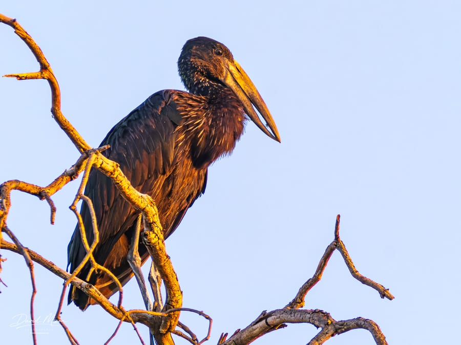 African Openbill on a Riverside Perch