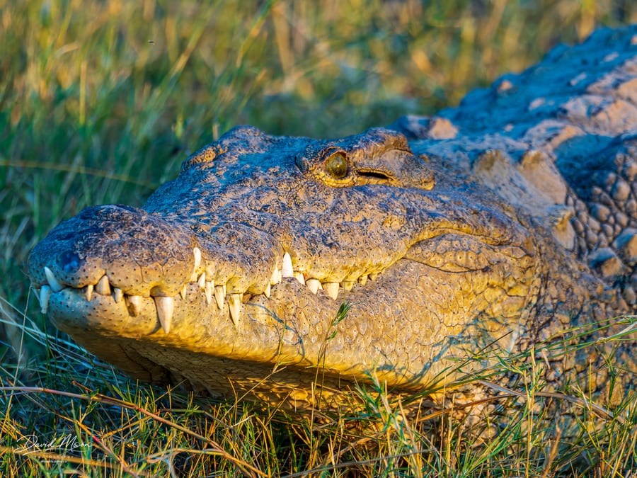 Nile Crocodile