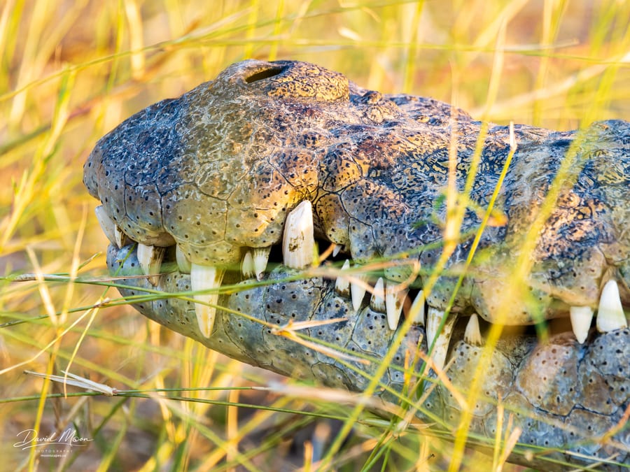 Crocodile Teeth