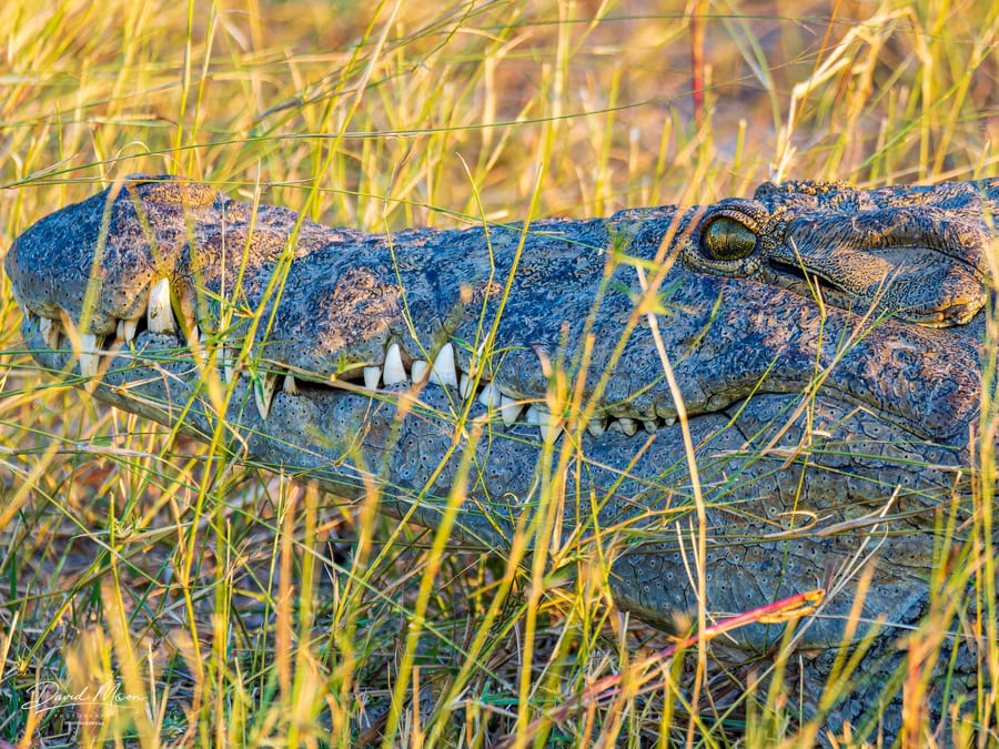 Crocodile in the Reeds