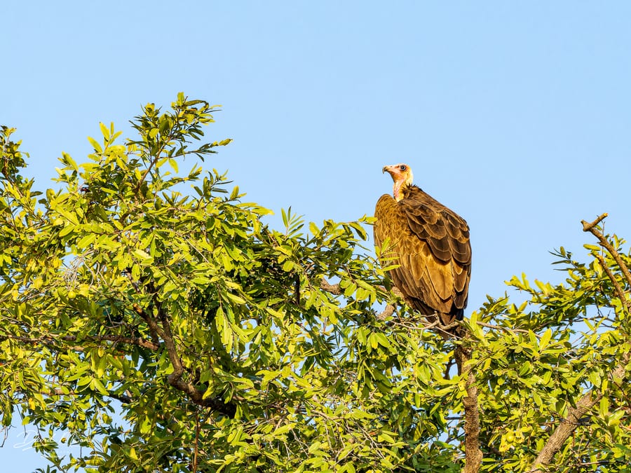 Hooded Vulture Above the River