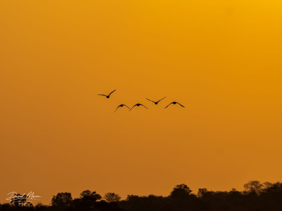 Birds at Dusk