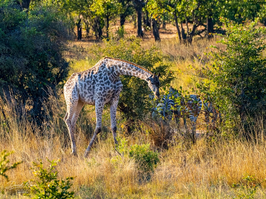 Giraffe Browsing