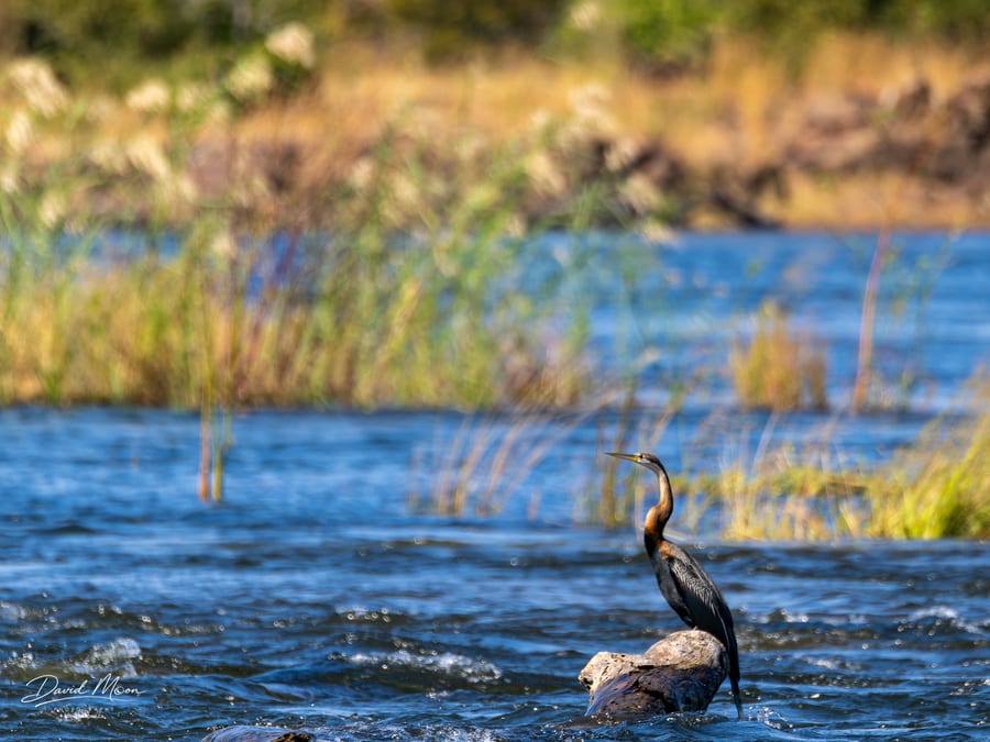 African Darter