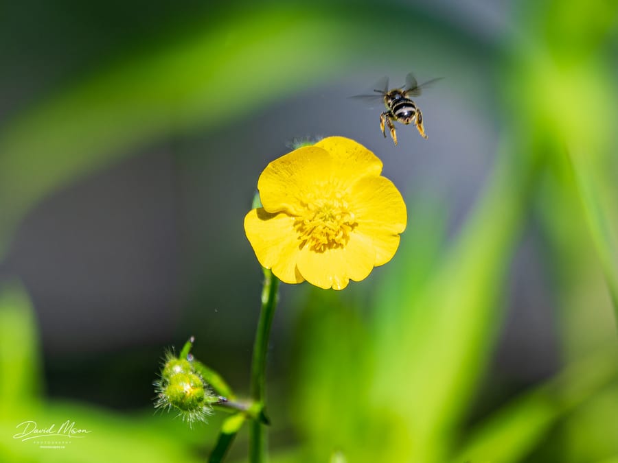 Bee Above a Flower