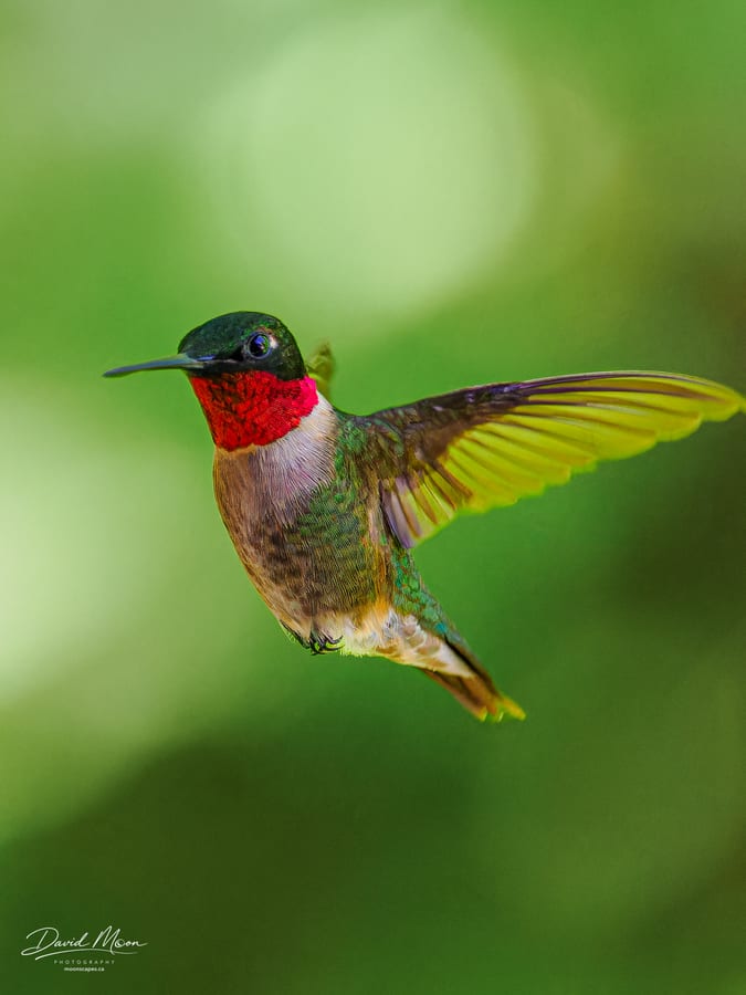 Hummingbird Hover