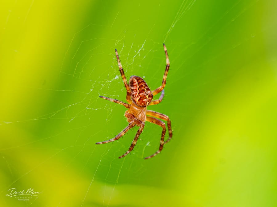 Orb Weaver