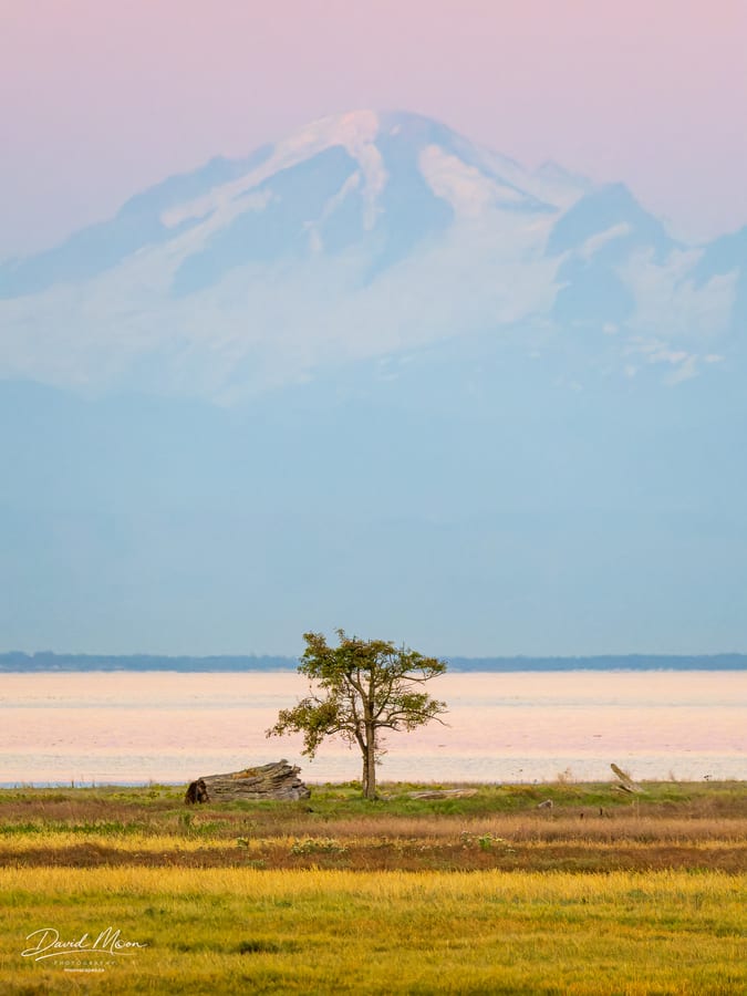 Mount Baker and Lone Tree