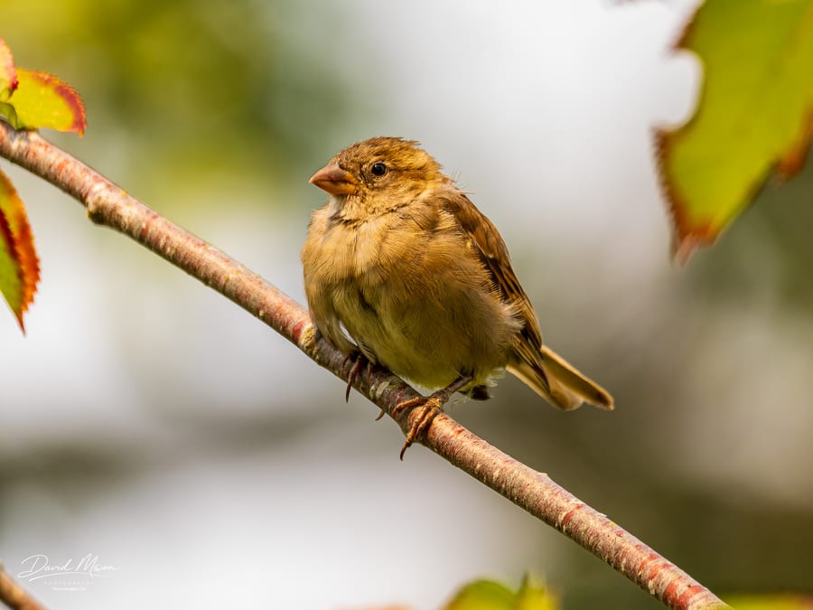 Songbird Portrait