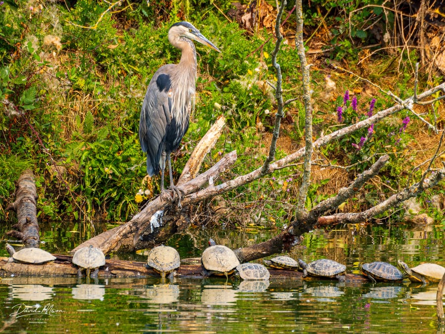 Great Blue Heron and Turtles