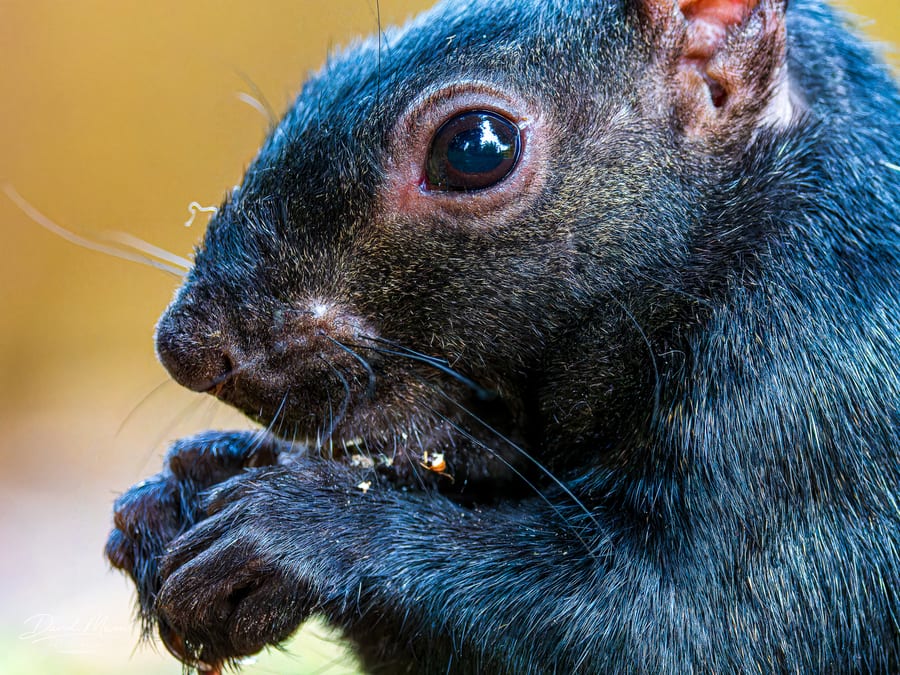 Black Squirrel