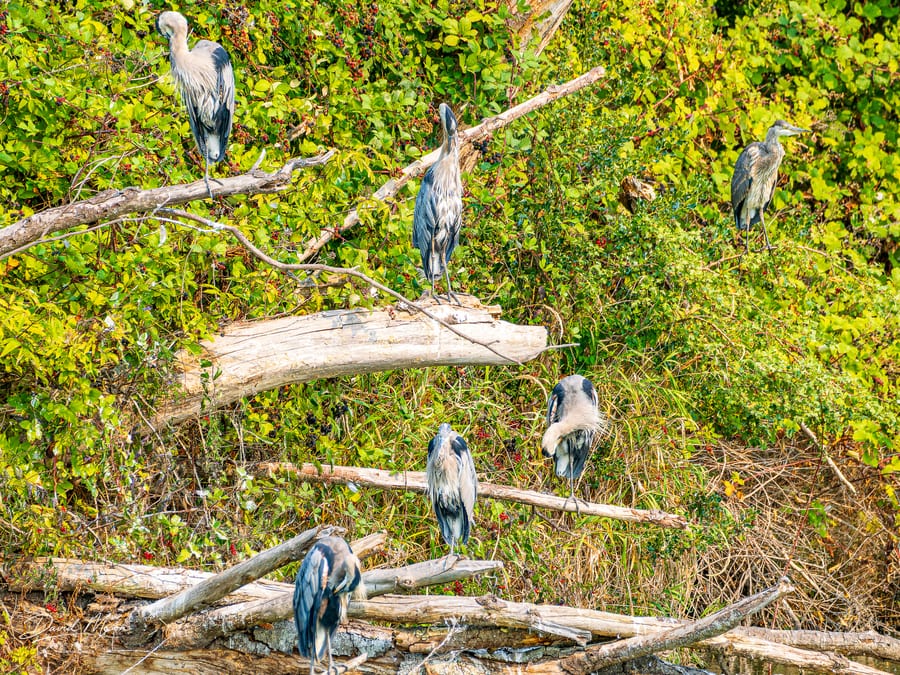 Heron Roost
