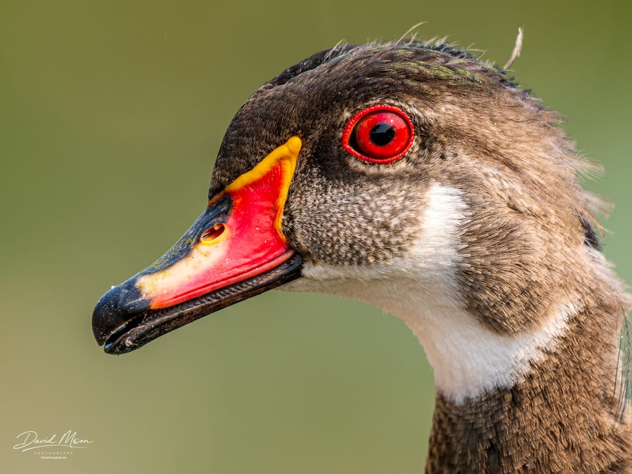 Common Gallinule Portrait